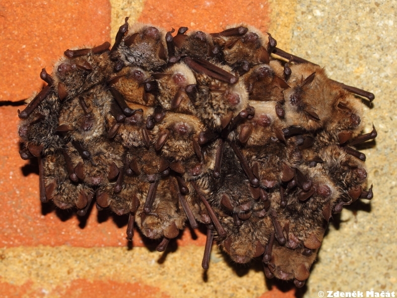 Myotis emarginatus netopýr brvitý Vespertilionidae netopýrovití